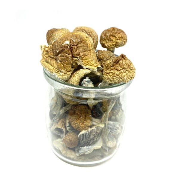 Order Blue Meanies Psilocybe  Cubensis Mushrooms