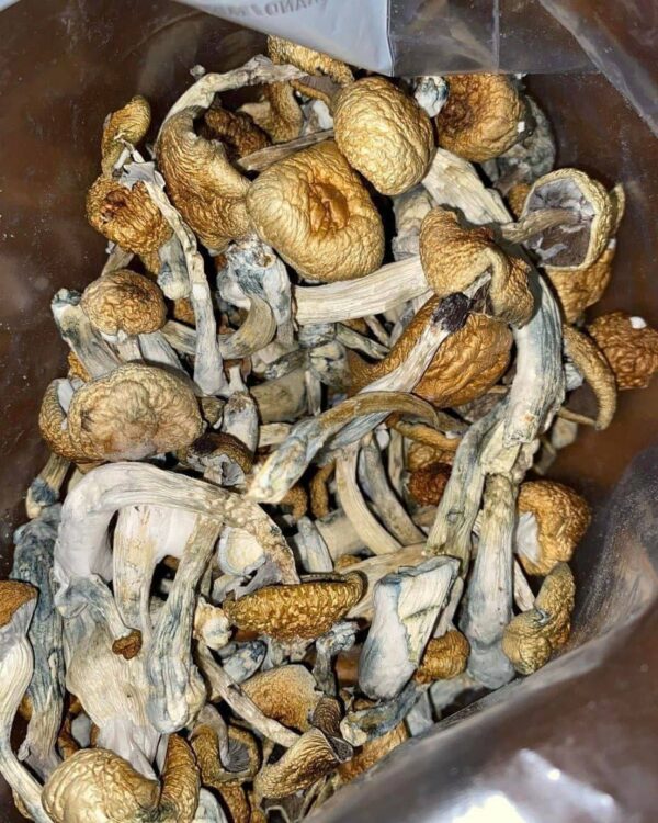 Buy Mushroom at Njweedman joint