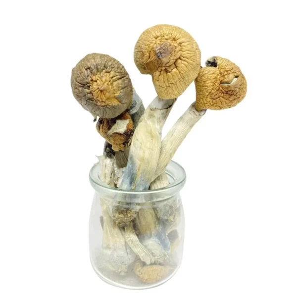 Order Penis Envy Psilocybe  Cubensis Mushrooms